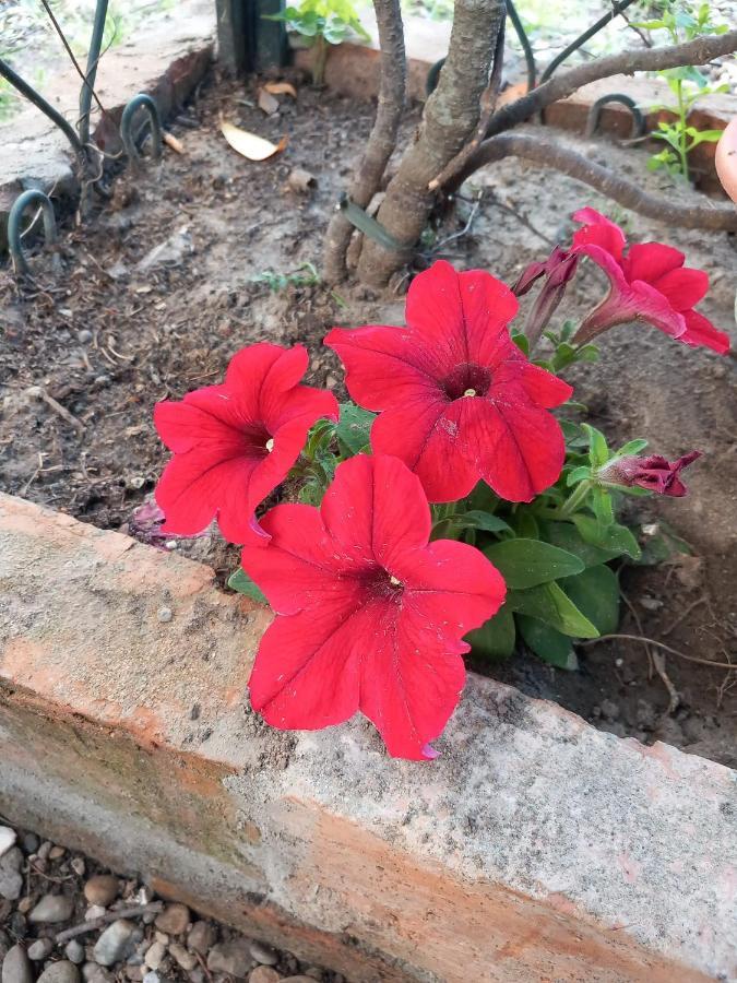 كريما B&B Delle Arti المظهر الخارجي الصورة